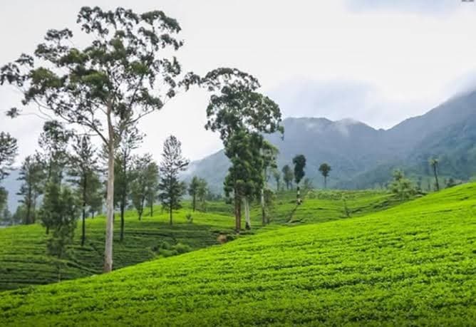 “சிலோன் டீ வில்லேஜ்” திட்டத்திற்கு ரூ.237 மில்லியன் மேலதிக நிதி