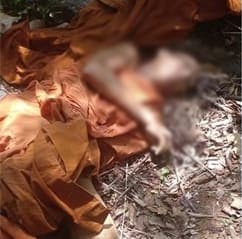 காட்டு யானை தாக்குதலில் பிக்கு உயிரிழப்பு