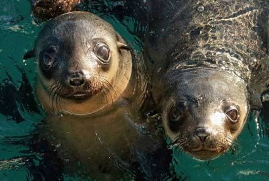 H5N1 Bird Flu Detected in Australian Seal