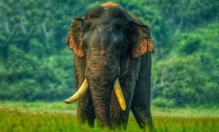 අතුරුදන් වූ ‘අග්බෝ’ හස්තියා නාච්චාදූවෙන් හමුවෙයි