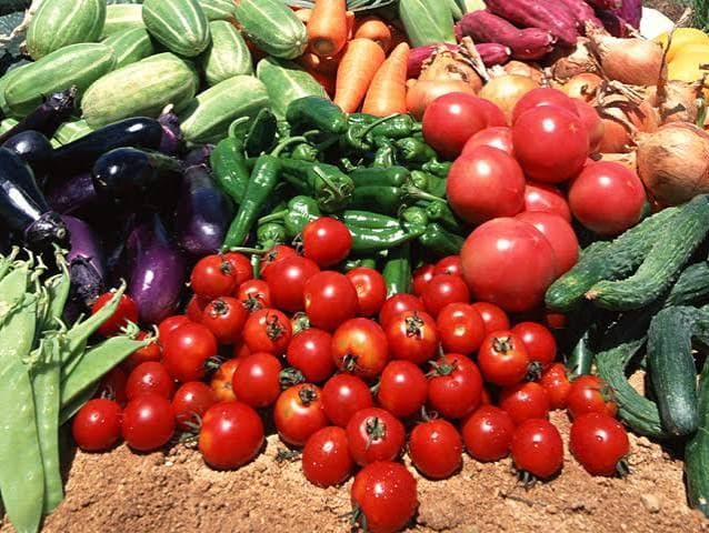 New Insurance Scheme for Vegetable and Tuber Crops