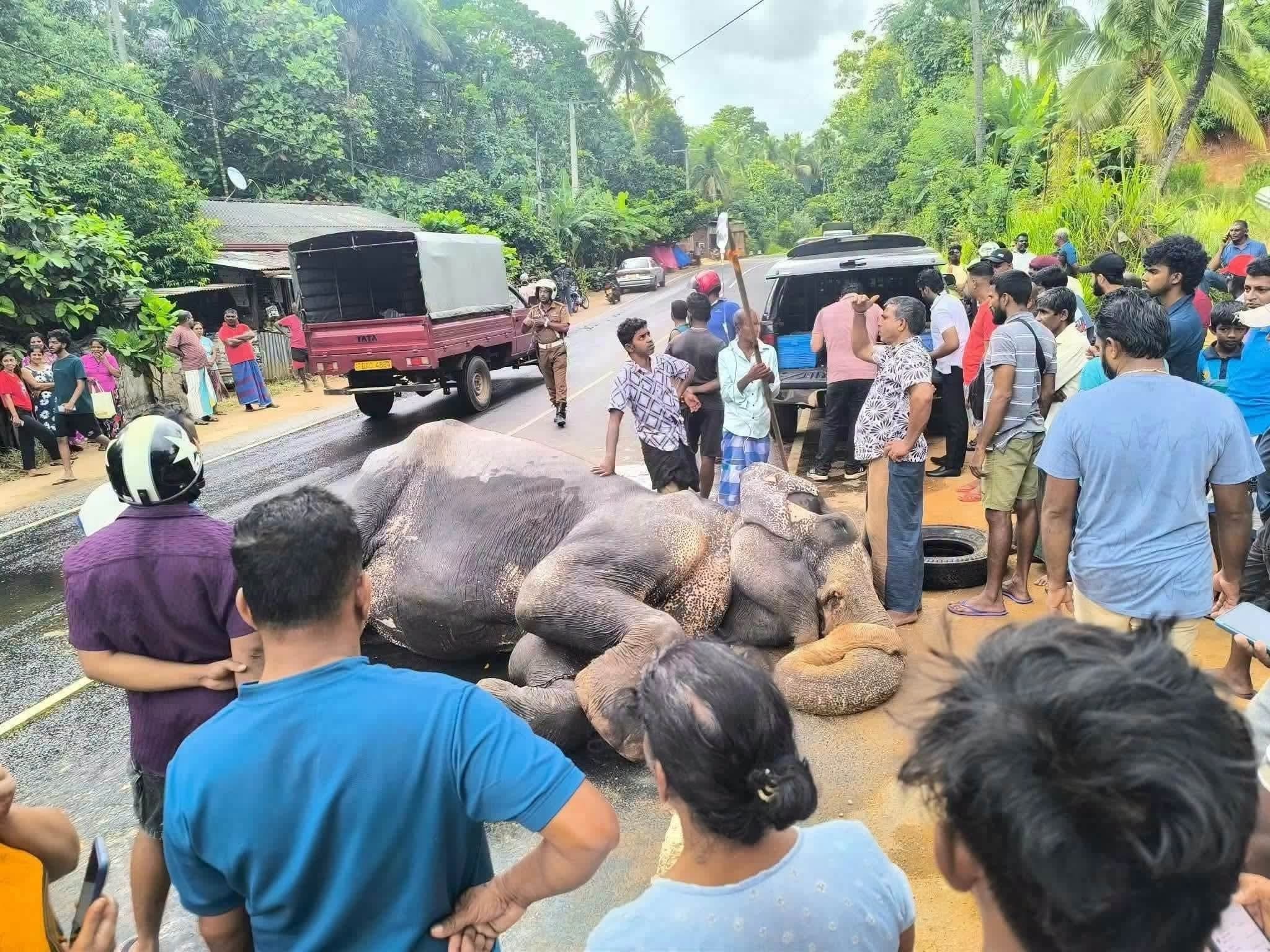 ரந்தெனிய பண்டார யானை விபத்தில் படுகாயம்