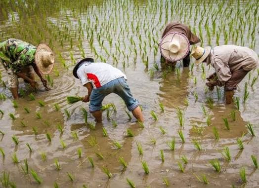 Early Cultivation Key to Two Successful Seasons