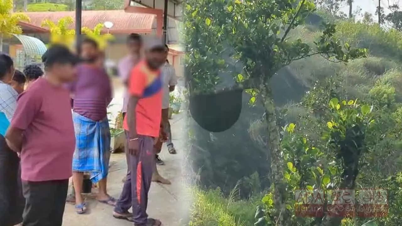 தேயிலைத் தோட்டத் தொழிலாளர்களுக்கு குளவி தாக்குதல்