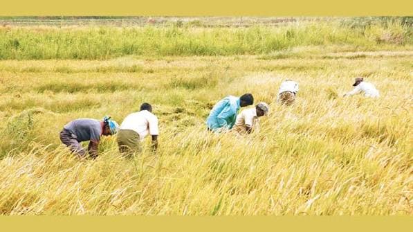 2026/27 பெரும்போக நெல் பயிர்ச்செய்கைக்கு கால அட்டவணை