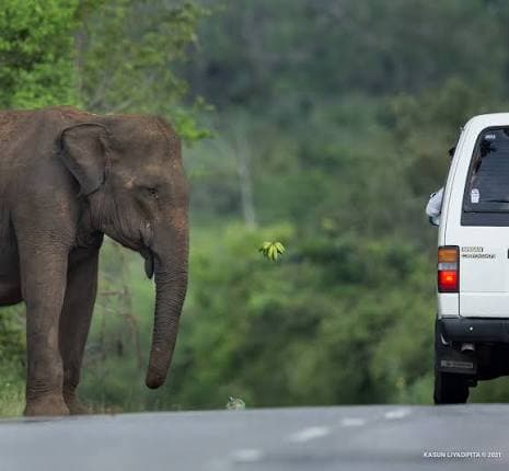 වනඅලින්ට ආහාර දෙන රියැදුරන්ට නීතිය